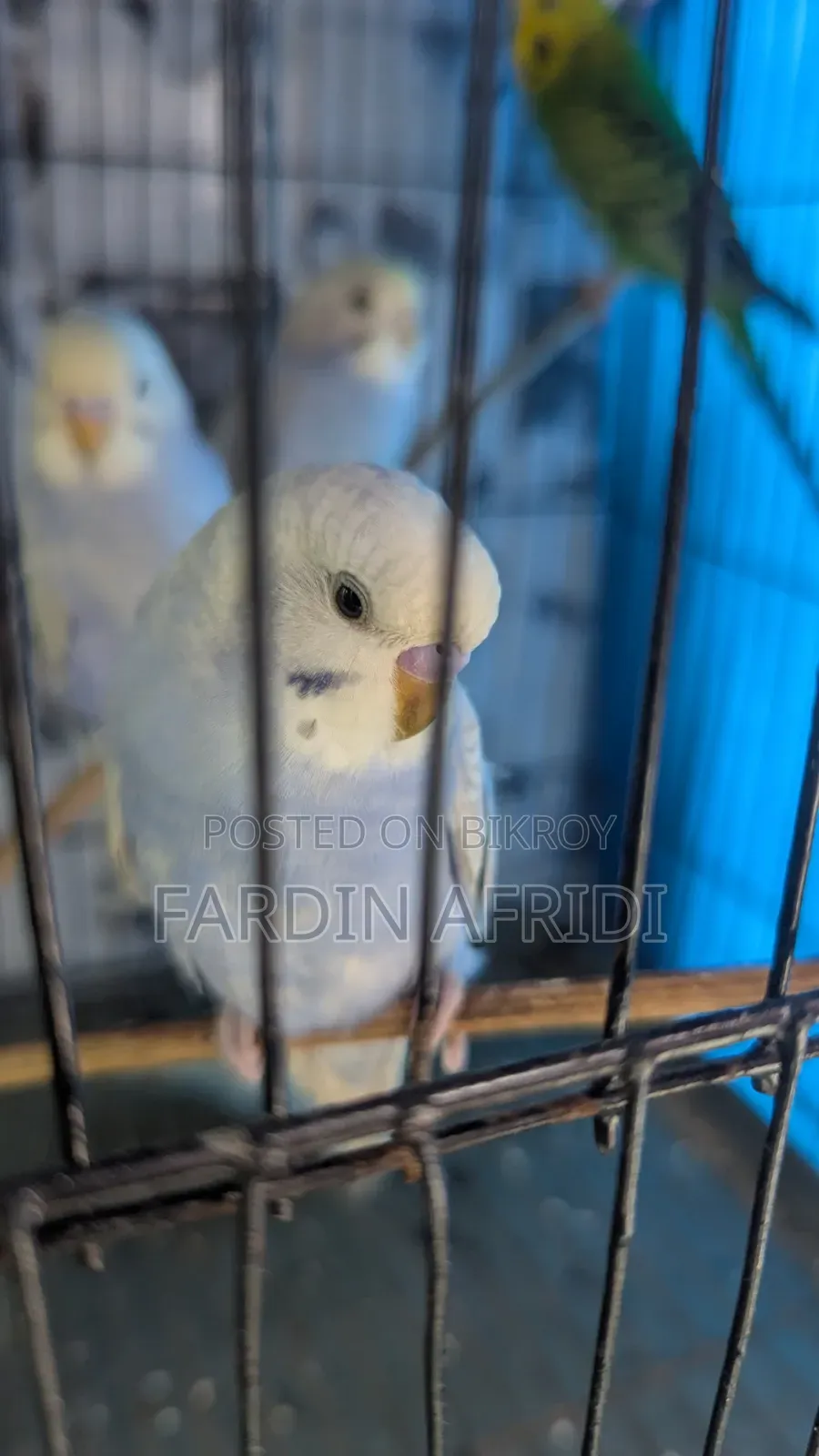Rainbow Budgerigar Full Active