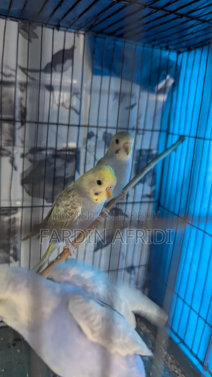 Rainbow Budgerigar Full Active