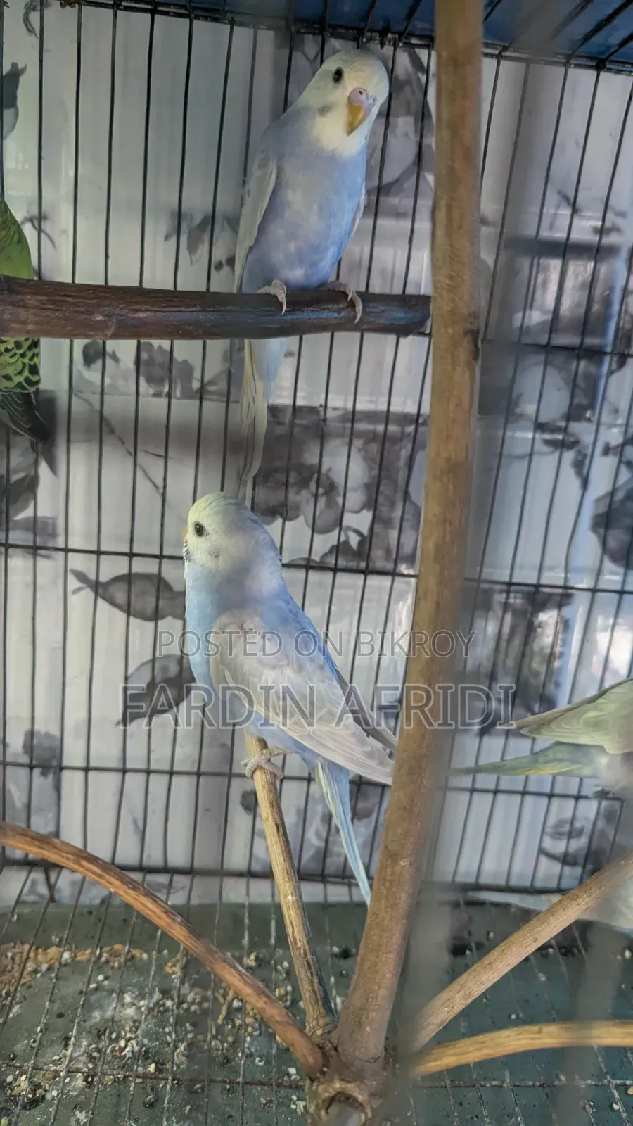 Rainbow Budgerigar Full Active