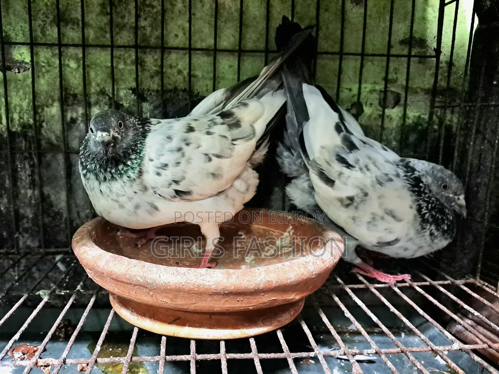 গিরিবাজের কবুতর