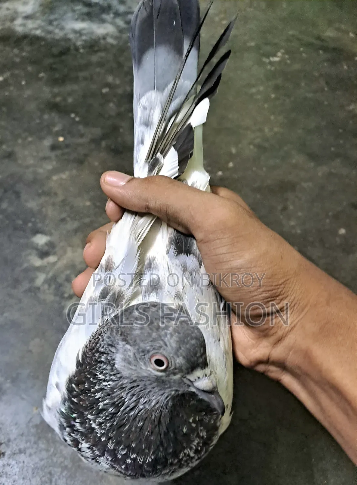 গিরিবাজের কবুতর