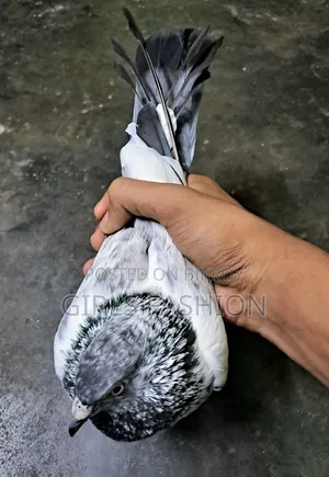 গিরিবাজের কবুতর