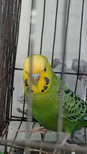 ক্লাসিক রানিং পেয়ার