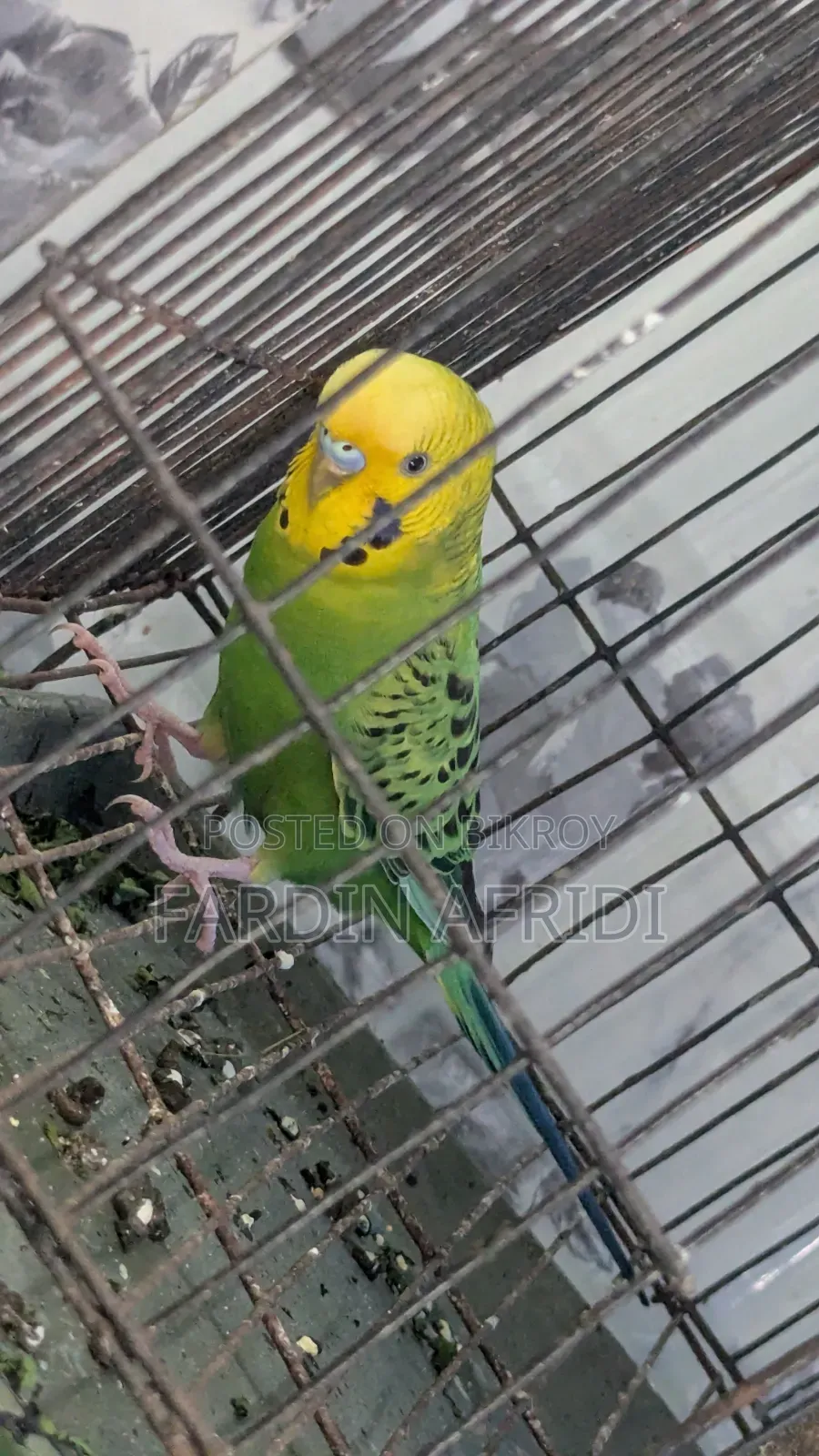 ক্লাসিক রানিং পেয়ার
