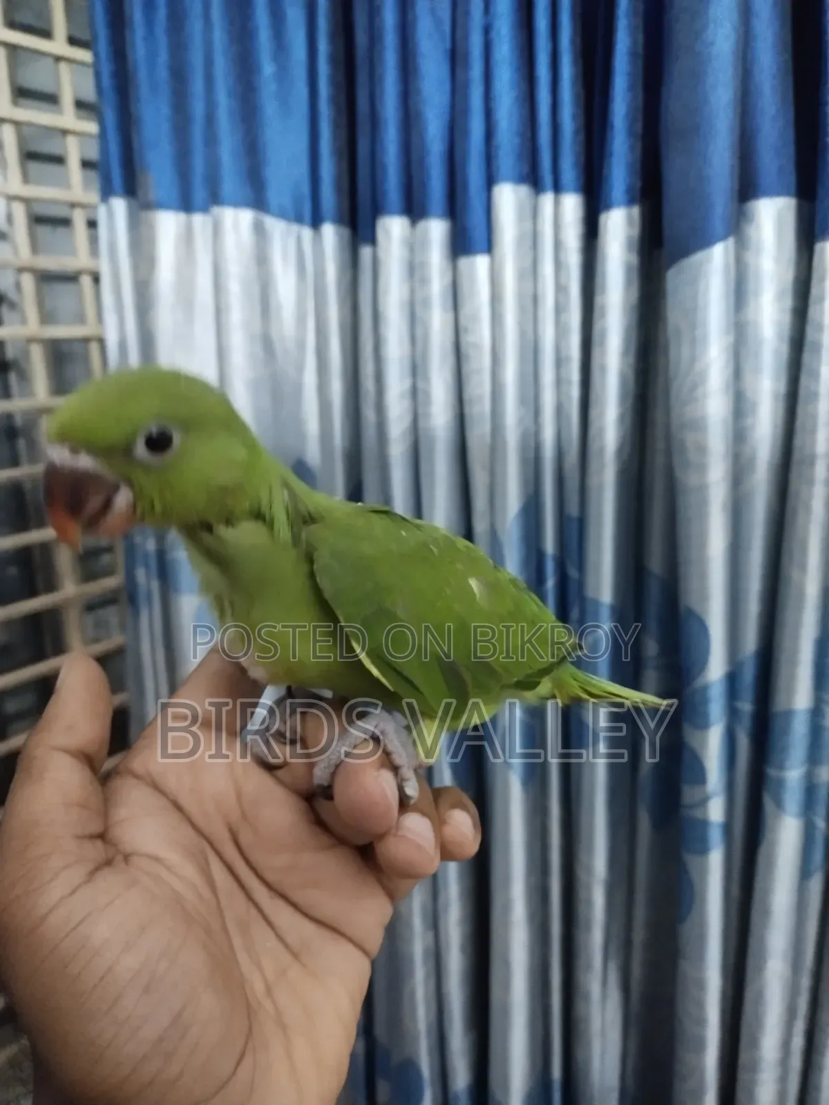 রিংনেক বেবি বিক্রি
