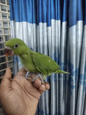 রিংনেক বেবি বিক্রি