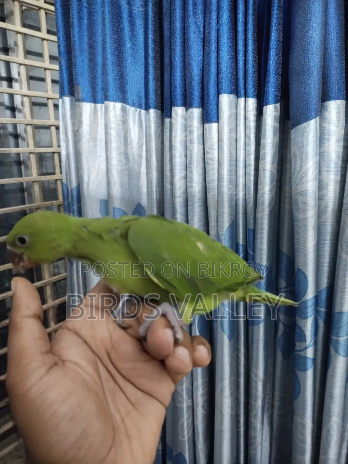 রিংনেক বেবি বিক্রি