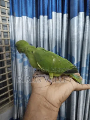 রিংনেক বেবি বিক্রি
