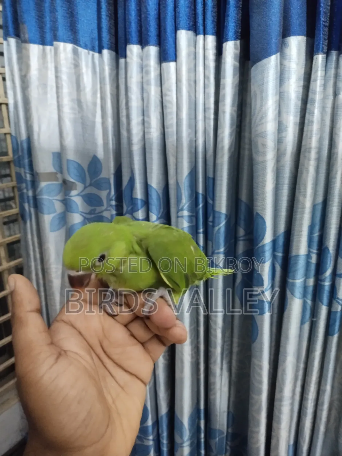 রিংনেক বেবি বিক্রি