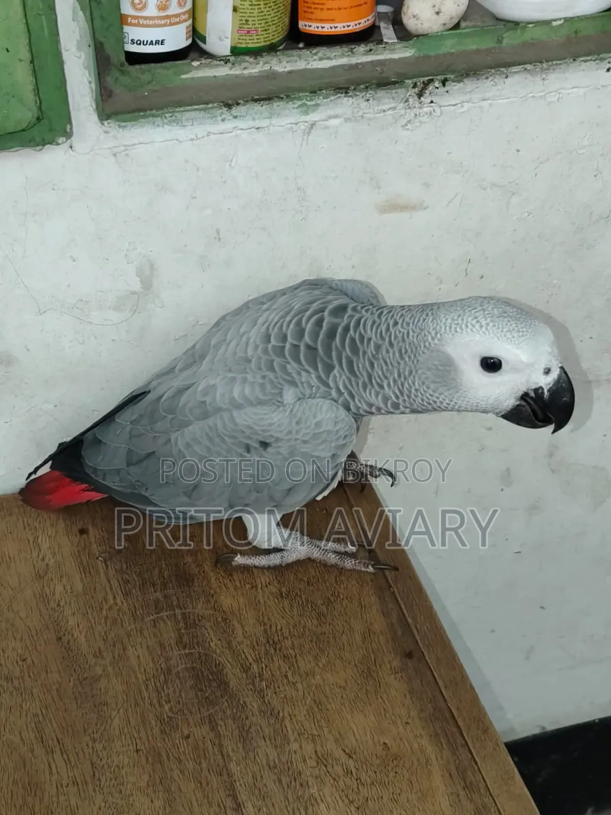 খুব মিশুক ও কথা বলা স্ত্রী তোতা পাখি