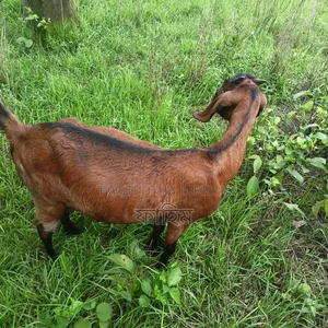 Goats for Sale (Does).
