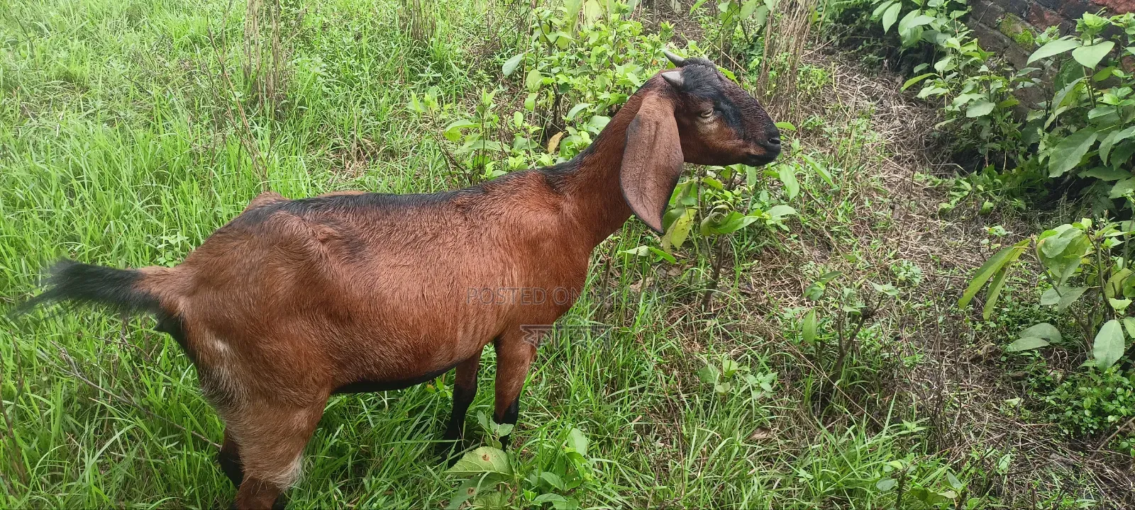 Goats for Sale (Does).