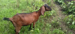 Goats for Sale (Does).