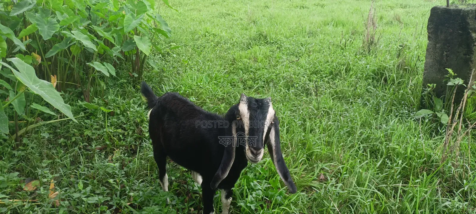 Goats for Sale (Does).