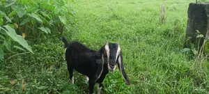 Goats for Sale (Does).