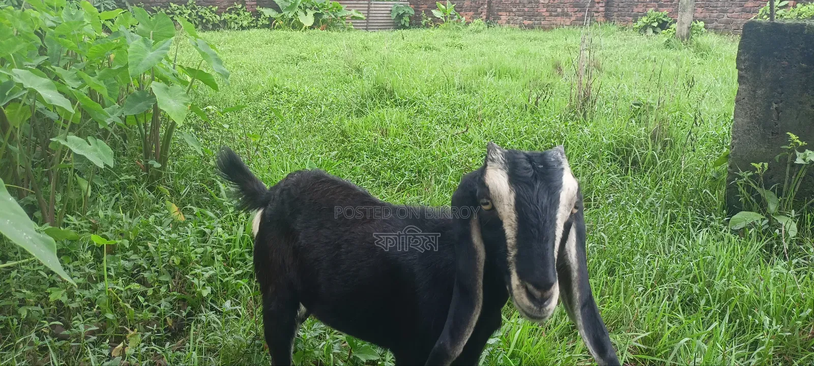 Goats for Sale (Does).