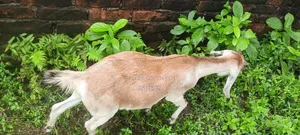 Goats for Sale (Does).