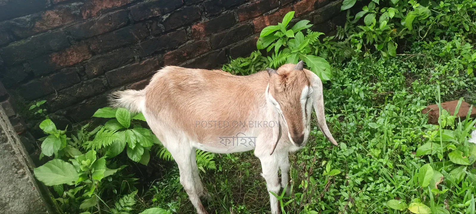 Goats for Sale (Does).