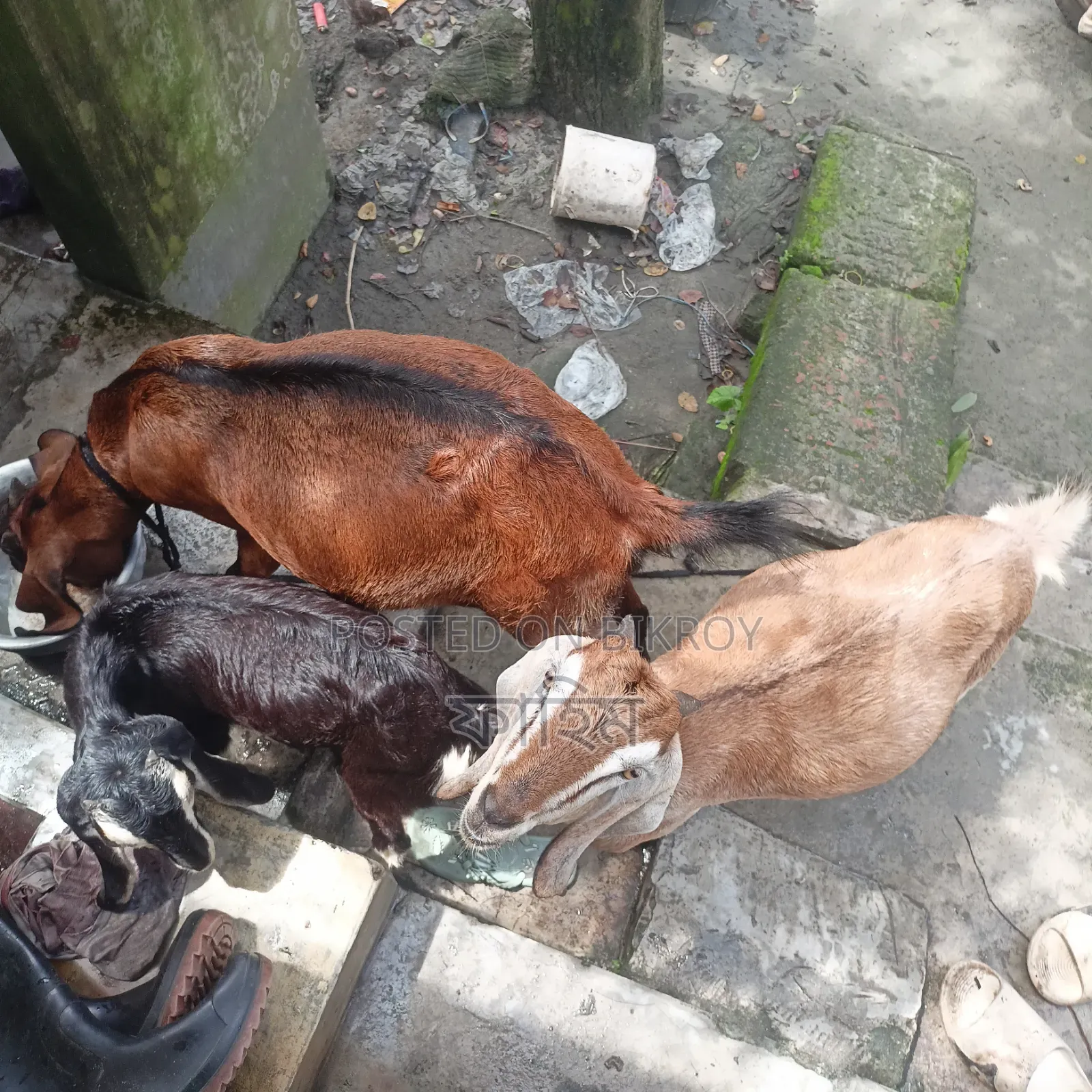 Goats for Sale (Does).