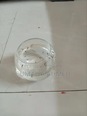 Fish Aquarium