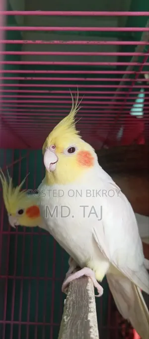 ককাটেল রানিং অফার ✅