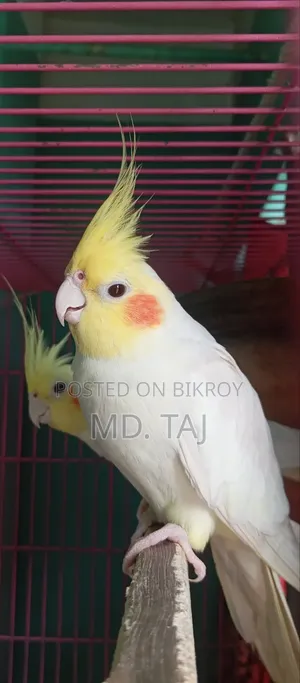 ককাটেল রানিং অফার ✅