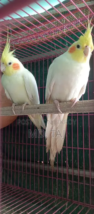 ককাটেল রানিং অফার ✅