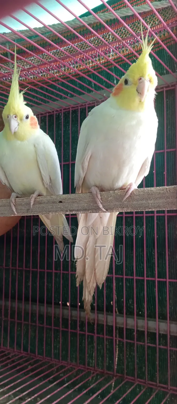 ককাটেল রানিং অফার ✅