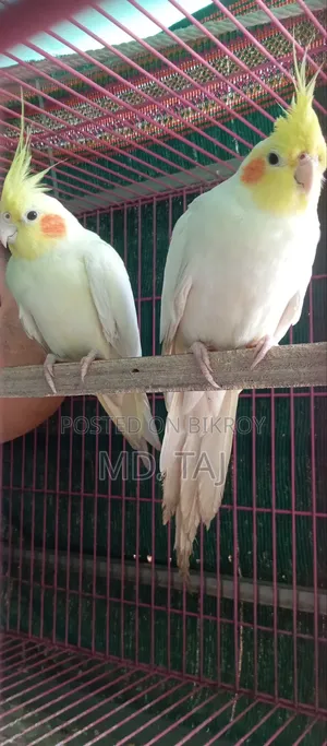 ককাটেল রানিং অফার ✅