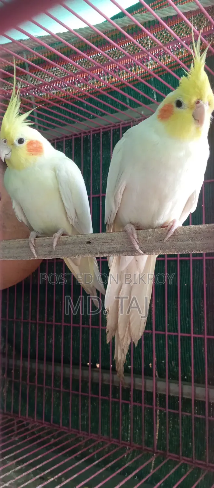 ককাটেল রানিং অফার ✅