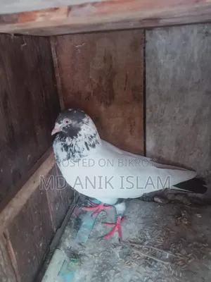 গোরডেন কবিতর