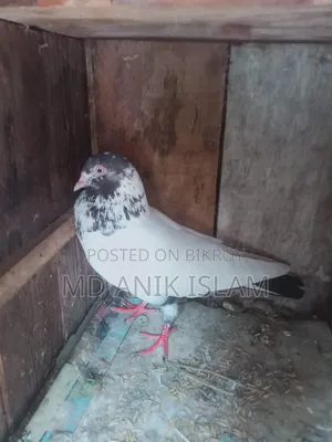 গোরডেন কবিতর