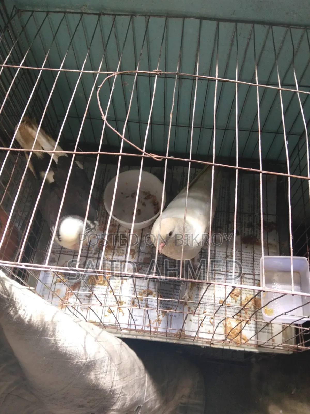 Budgerigar