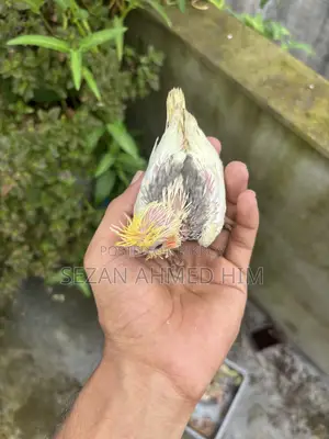 ককটেল পাখি