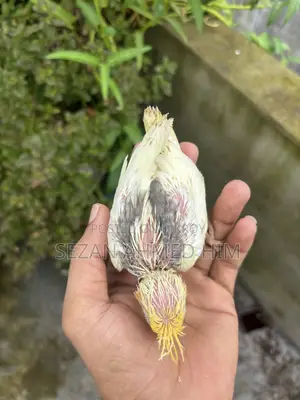 ককটেল পাখি