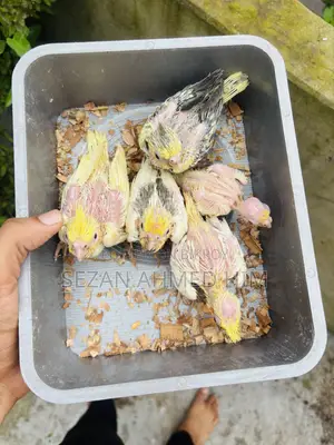 ককটেল পাখি