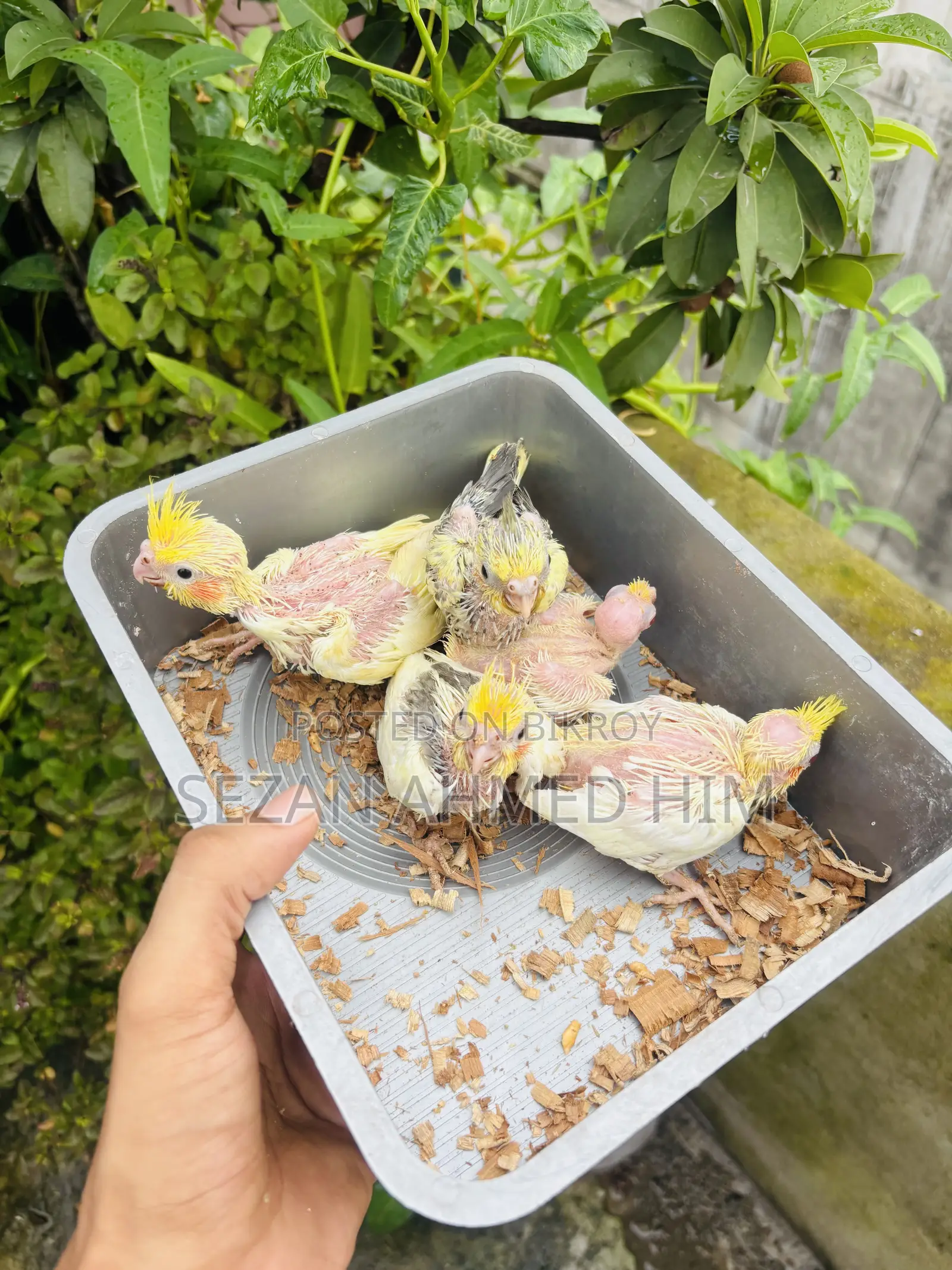 ককটেল পাখি