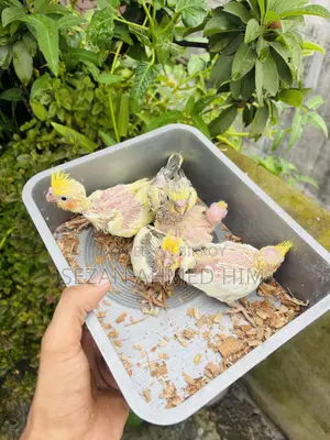 ককটেল পাখি