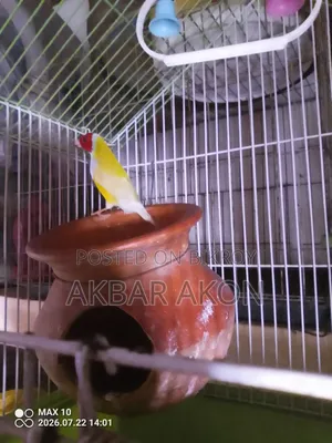 ১ পিস গোল্ডিয়ান ফিঞ্চ
