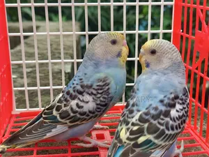 ১ জোড়া ব্রাজিগার পাখি