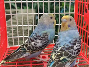 ১ জোড়া ব্রাজিগার পাখি