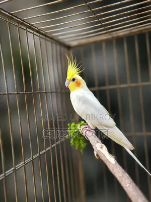 Talking Cokatail Male
