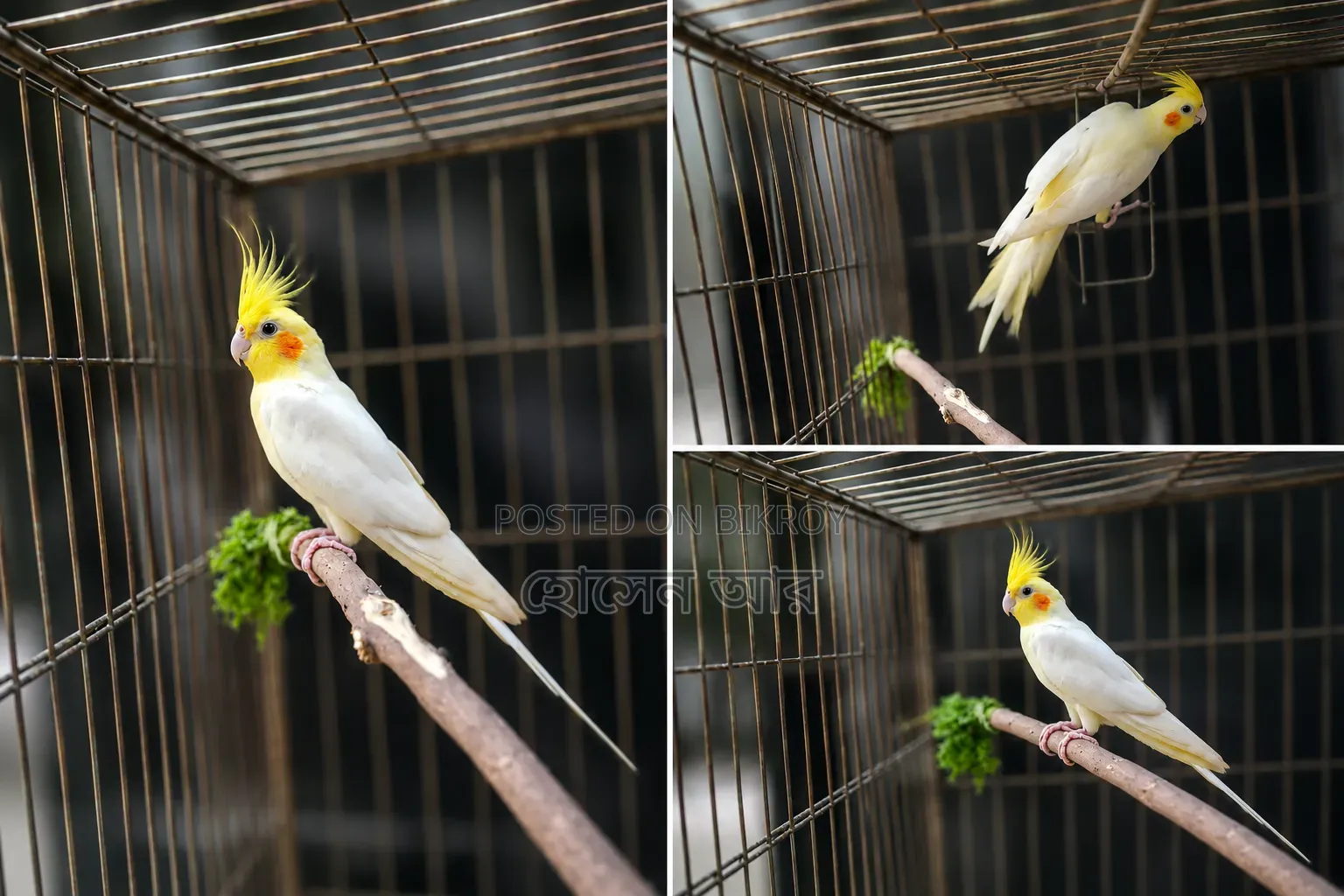 Talking Cokatail Male