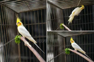 Talking Cokatail Male