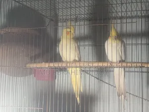 ককটেল পাখি