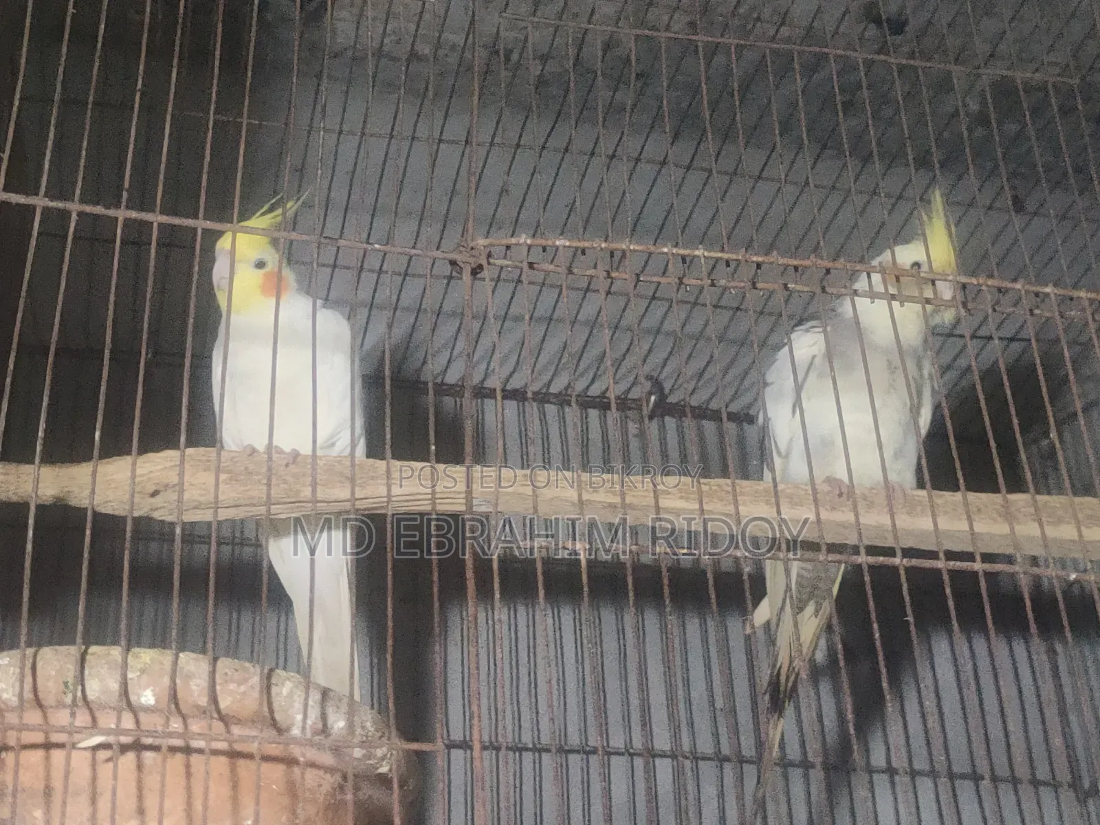 ককটেল পাখি