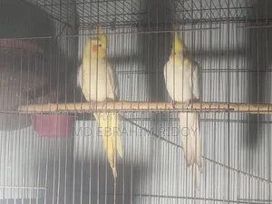 ককটেল পাখি