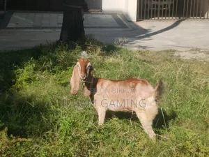 Two Patna goats