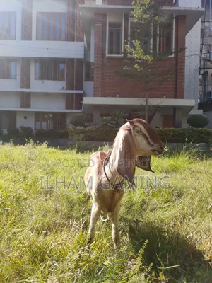 দুইটি পাটনায়া ছাগল