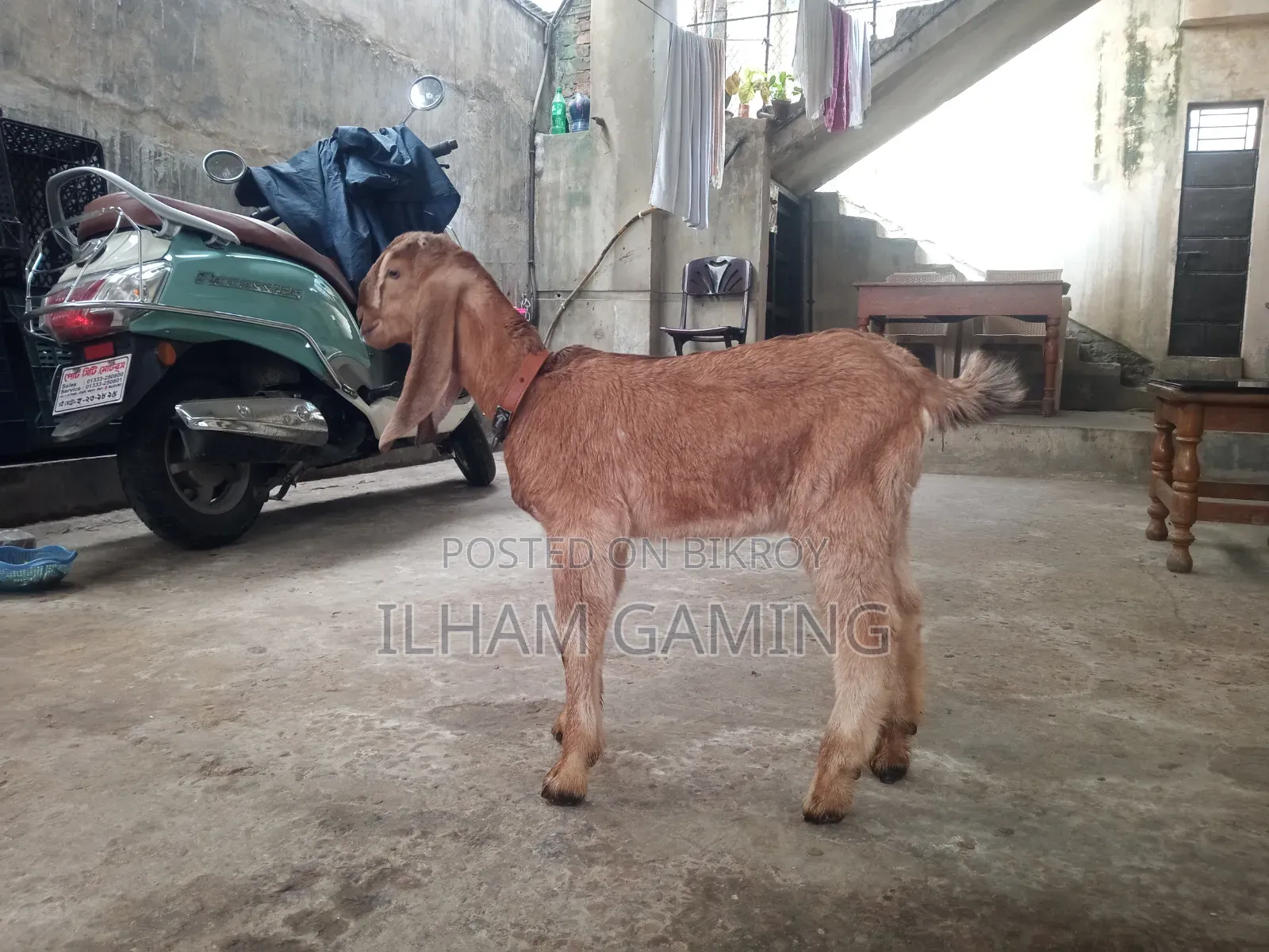 দুইটি পাটনায়া ছাগল